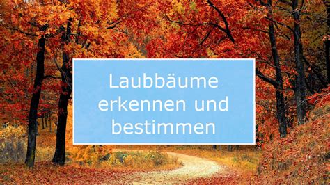 Laubb Ume Erkennen Und Bestimmen Youtube