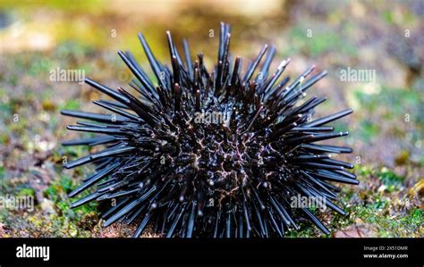 Sea Urchin Landak Laut Bulu Babi About 950 Species Of Sea Urchin