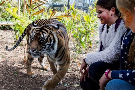 Sydney: Taronga Zoo & 24 or 48hr Sydney Harbour Hopper Pass | GetYourGuide