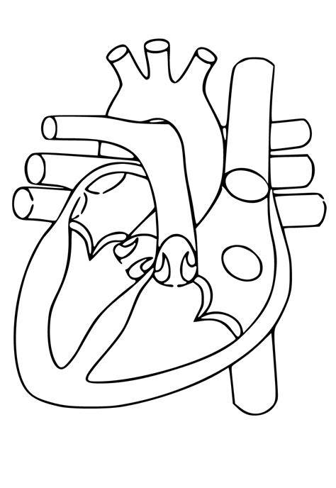 Darmowa Kolorowanka Anatomia Serce do Druku dla Dorosłych i Dzieci