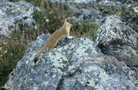 Long Tailed Weasel In Rocky Mountain Np Colorado High Res Stock Photo