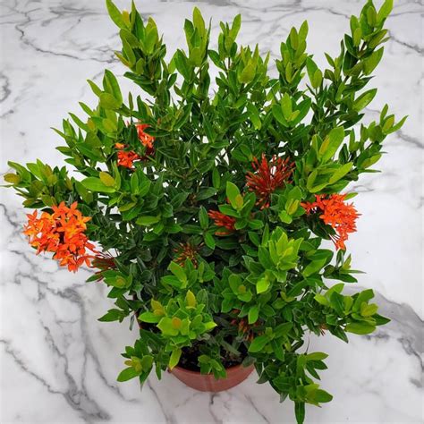 Ixora Dwarf Taiwanese Red Large Flowering Plant Tropical Plants Of