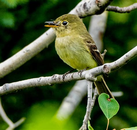 Yellow-bellied Flycatcher - Owen Deutsch Photography