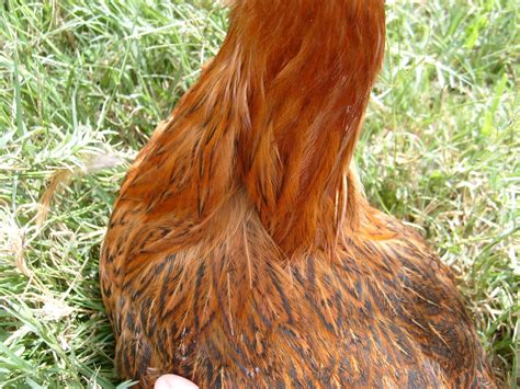 Barnevelder? Hen or rooster?!?!? | BackYard Chickens - Learn How to ...