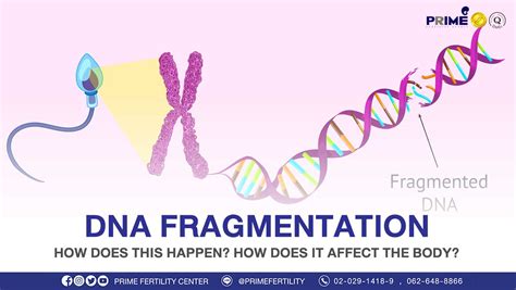 Dna Fragmentation How Does This Happen Prime Fertility Clinic