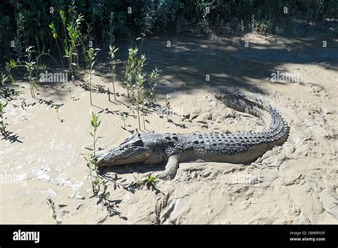 Saltwater Crocodile The Mud Hi Res Stock Photography And Images Alamy