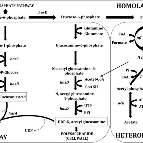 Hyaluronic Acid Biosynthetic Pathway In L Lactis Linkage Of Ha