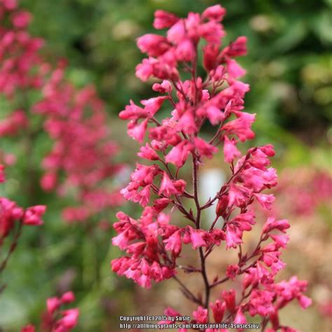 Coral Bells: Plant Care and Collection of Varieties - Garden.org