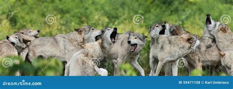 Pack of gray wolf stock photo. Image of mammal, wolf - 59471108