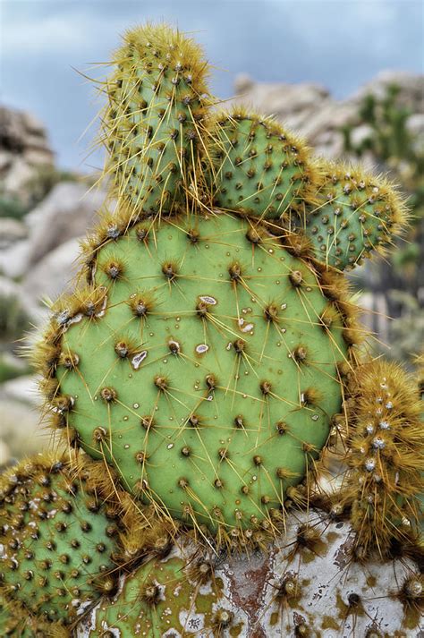 Mojave Pancake Prickly Pear Portrait Photograph By Kyle Hanson Pixels