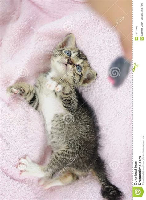 Jeu Du Jouet De Souris Avec Le Minou Image Stock Image Du Aimable