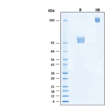 Recombinant Cynomolgus Monkey Axl Fc Chimera Protein CF 11144 AX