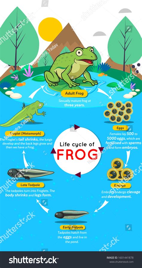 Life Cycle Frog Design Chart Stock Illustration 1601441878 | Shutterstock