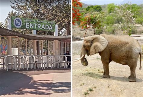 Inédito SCJN analiza conceder un amparo a la elefanta Ely Alto Nivel