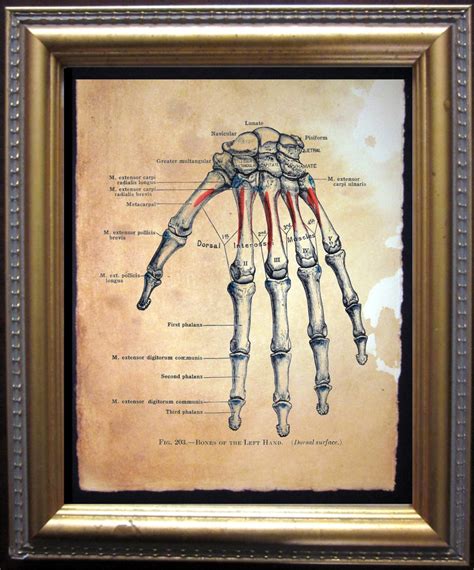 Bones of Left Hand Diagram Skeleton Art Print Vintage Anatomy Art Print ...