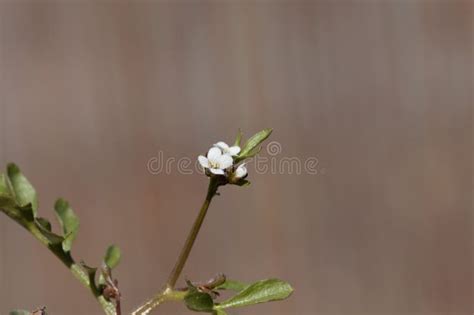 Flower Of A Hairy Bittercress Cardamine Hirsuta Stock Image Image Of