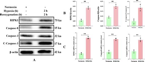 Becn1 Regulates Faddripk1caspase 8 Complex Formation Via Ripk1