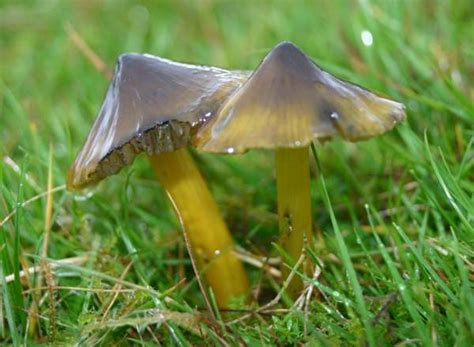 Hygrocybe Conica Alchetron The Free Social Encyclopedia