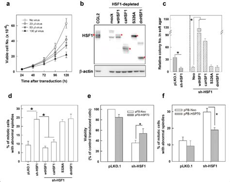 Transactivation Activity Of Hsf Is Required For Cell Proliferation