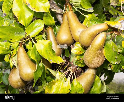 The Common Pear Is One Of The Oldest Varieties Of Cultivated Fruit In