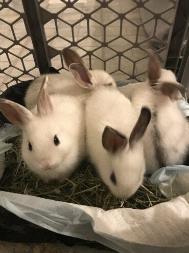 4 English spotted bunnies – Rabbits for Sale