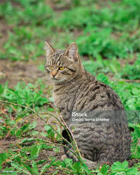 Duduk Kucing Kucing Di Rumput Di Luar Ruangan Memalingkan Muka Dengan