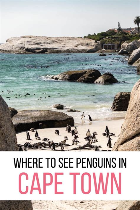 How to visit to the Penguin Beach in Cape Town. | South africa travel, Africa travel, Wildlife ...