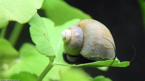 Mystery Snail Care Diet Feeding Shell Size And Tankmates Video