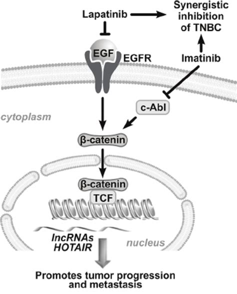 Schematic Representation Of The Combination Treatment Combined