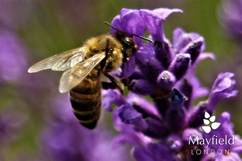 Mayfield Lavender – Mayfield Lavender Farm, Surrey