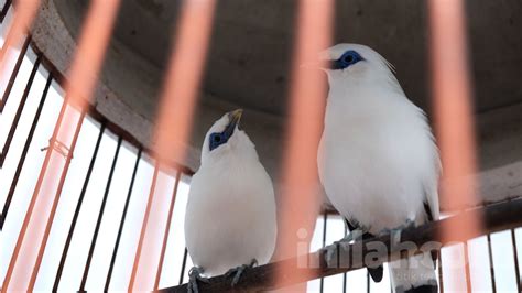 Foto Sura Dan Sulu Maskot Hidup Pemilu 2024 Di Kantor KPU Jakarta