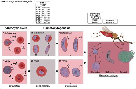 The Sexual Stage Development Of Plasmodium Falciparum And P Vivax Download Scientific Diagram