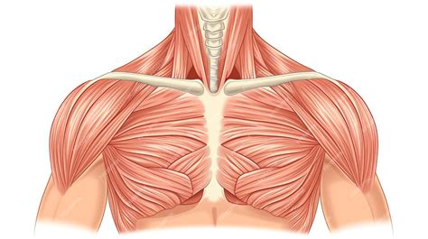 Premium Photo | Human anatomy showing the Intercostal muscles