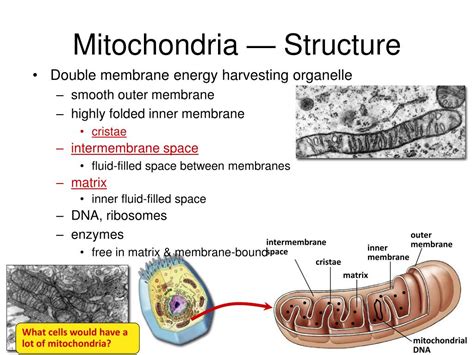 Ppt The Mitochondria Powerpoint Presentation Free Download Id 1935348