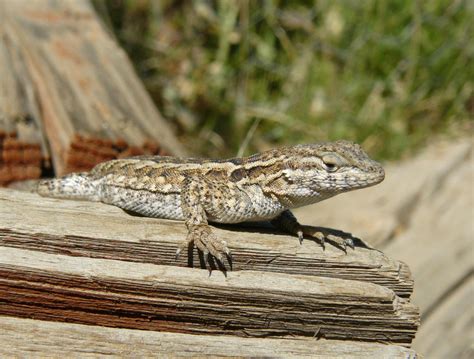 Female Western Fence Lizard by TurquoiseMoon on DeviantArt