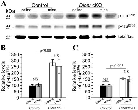 Minocycline Did Not Reduce Tau Hyperphosphorylation In Dicer CKO Mice