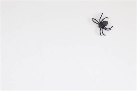 Premium Photo Halloween Black Spider On Wall