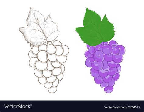 Grapes colored and outline Royalty Free Vector Image