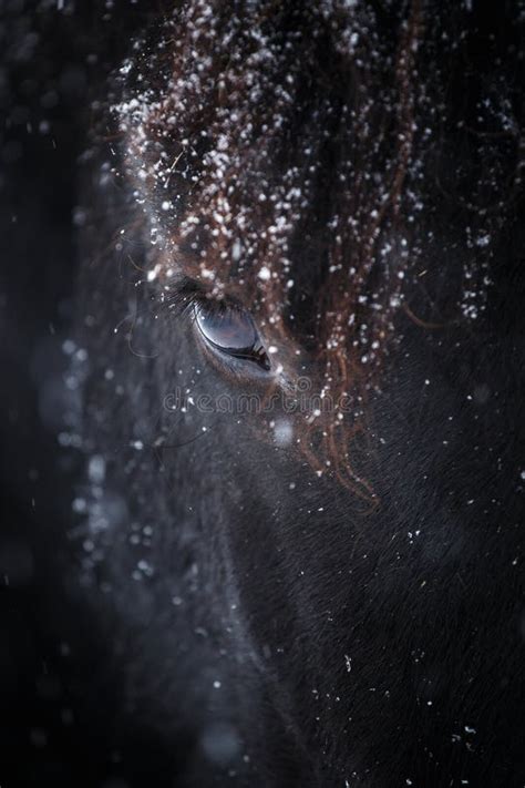 Friesian horse eye closeup stock image. Image of look - 52158367