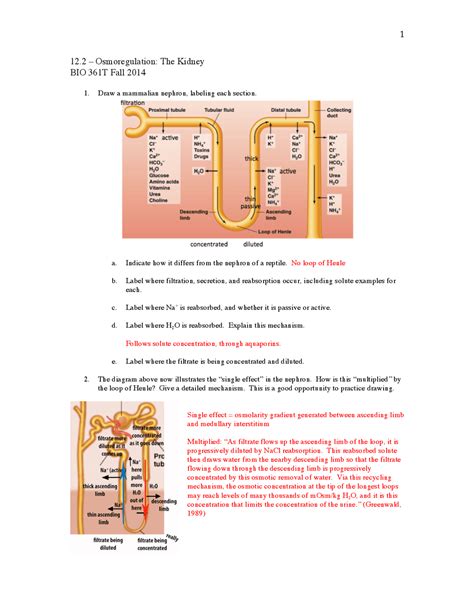 Osmoregulation The Kidney Lecture Notes Bio 361t Docsity