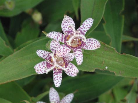 Perennial Flowers for Shade Gardens | HGTV