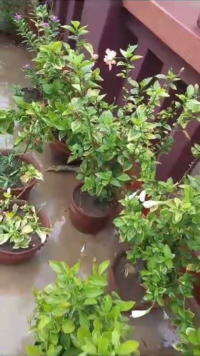 বৃষ্টি ভেজা ছাদ বাগান 🌱। আমার প্রিয় বাগান 🌿।bagan Homegarden