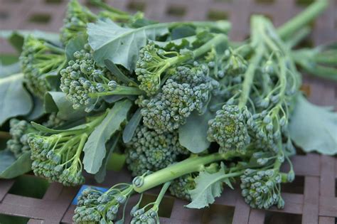 Amazon Green Sprouting Broccoli Calabrese 100 Séẹds Quality