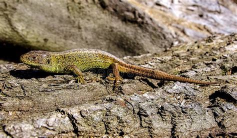 Reptile, Lacertidae, Lacerta, Lizard Picture. Image: 114228181