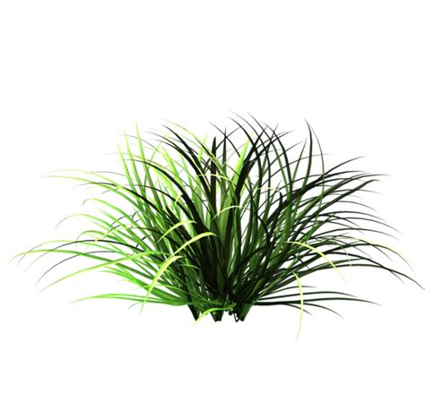 Tall Grass PNG, Tall Grass Transparent Background - FreeIconsPNG