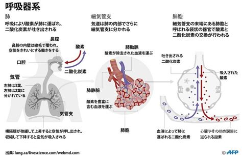 【図解】呼吸器系の仕組み 写真1枚 国際ニュース：afpbb News