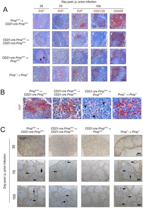 Effect Of FDC Restricted PrPc Expression On PrPSc Accumulation In The