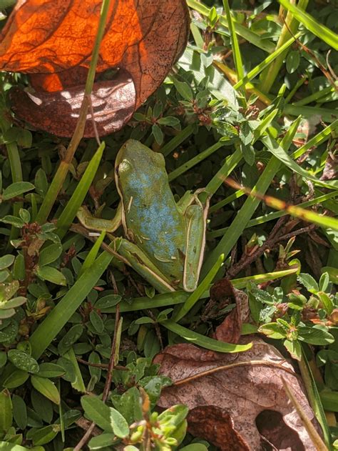 Partial Axanthism In Green Tree Frog Rfrogs