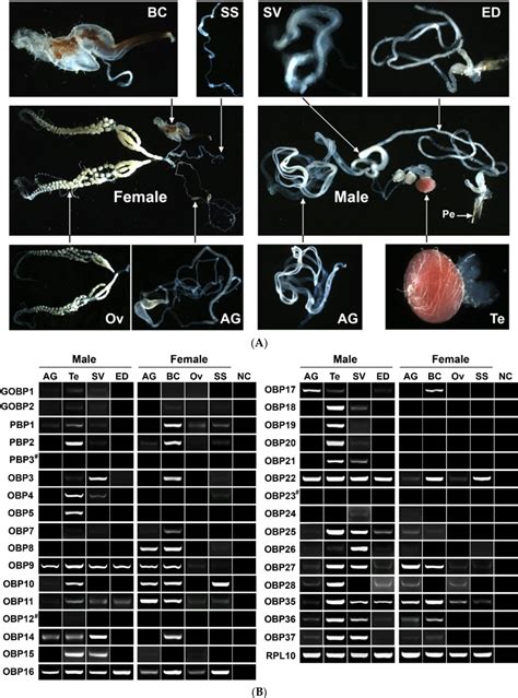 Figure From Two Antenna Enriched Odorant Binding Proteins In