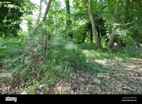 Archaeological Site of Dion Stock Photo - Alamy